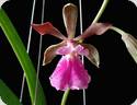 Encyclia Jairak Smiley